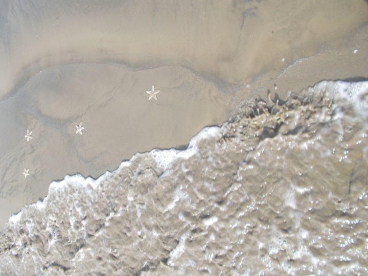 star fish