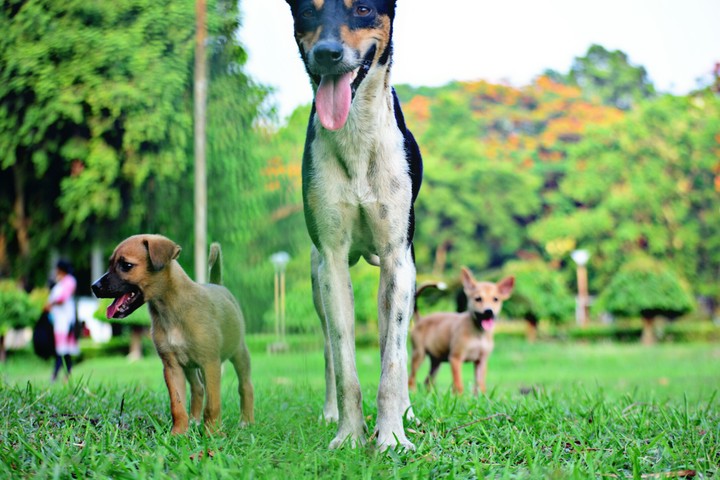 dog