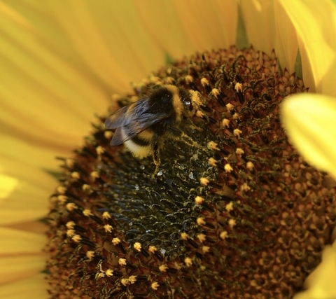 Bee