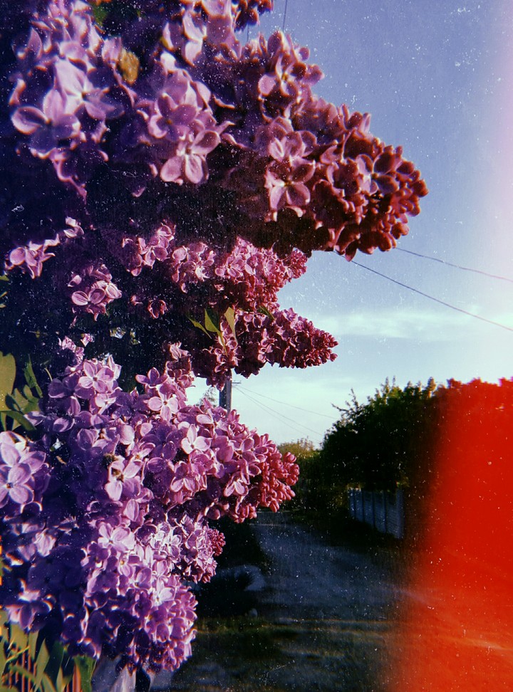 Сирень