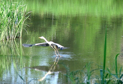 fen, ciconiiformes wallpapers