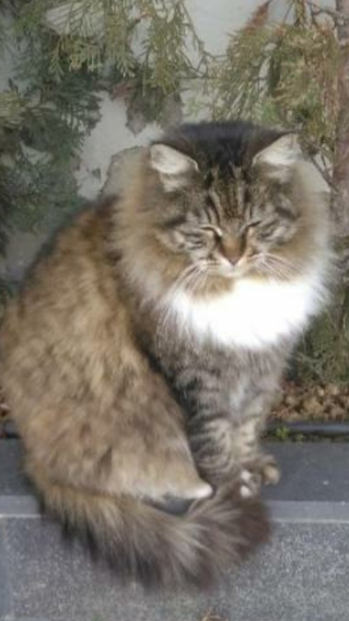 cat