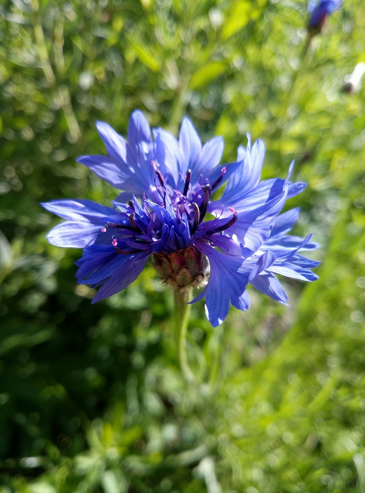 blue flower