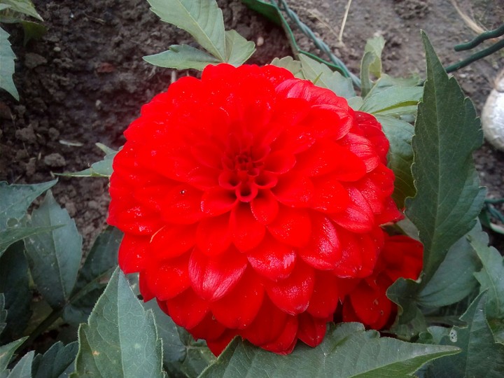 red and red