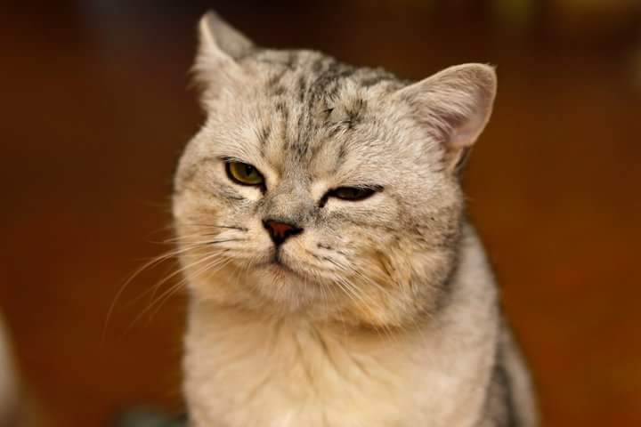 kisa