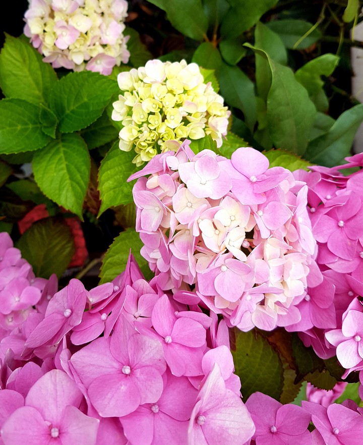 Hydrangea