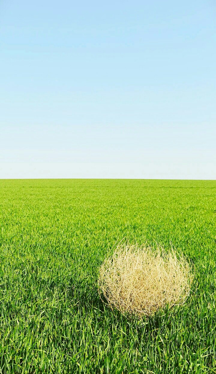 sky, wallpapers, background, nest, field, nature, natural,