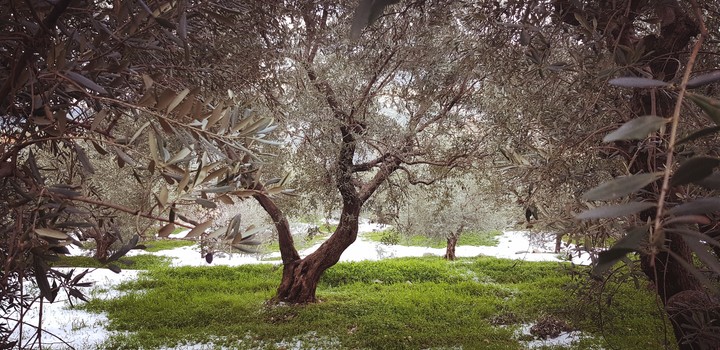 nature