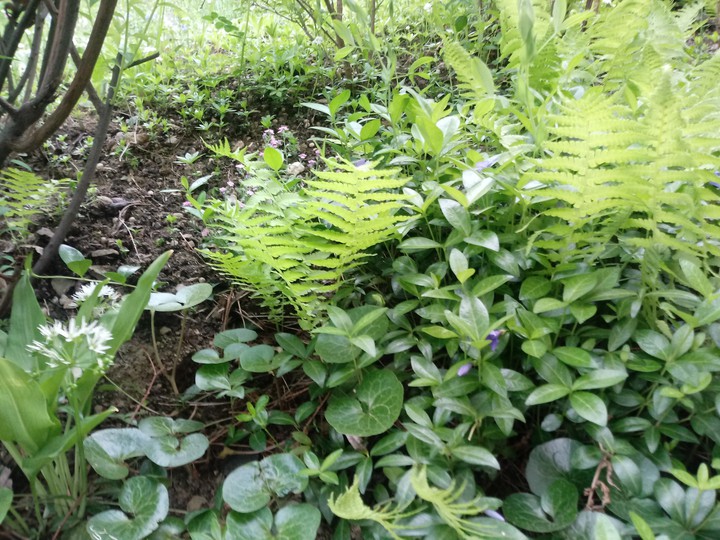 greeny