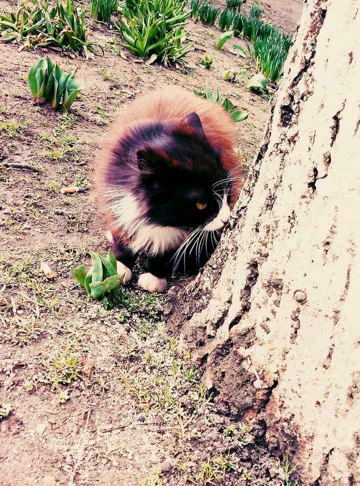 Котик