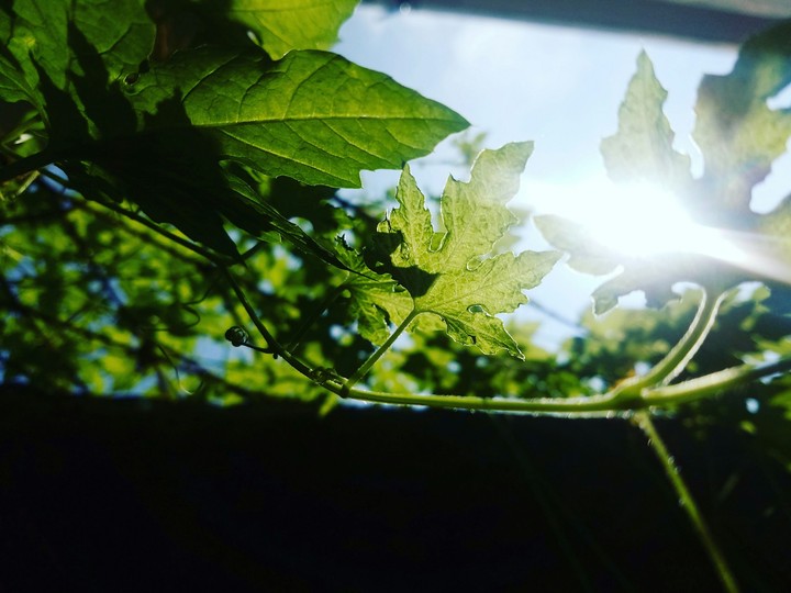 Let the light in and go green
