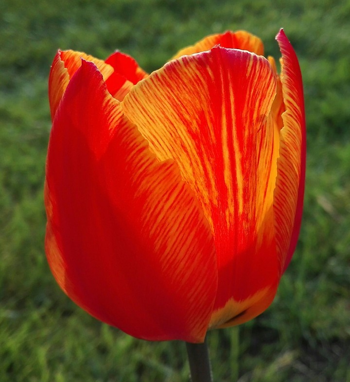 Tulpe