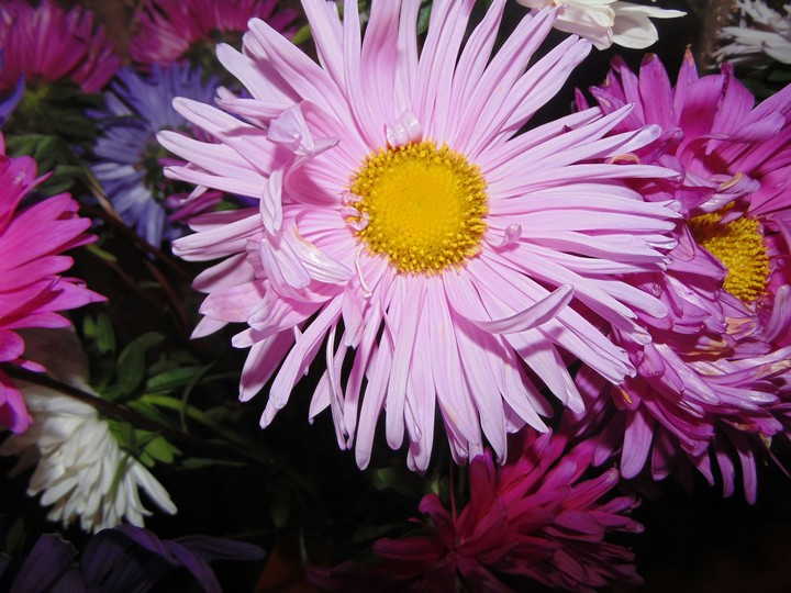 flower