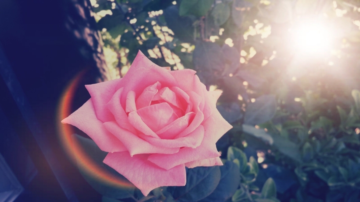 pink rose