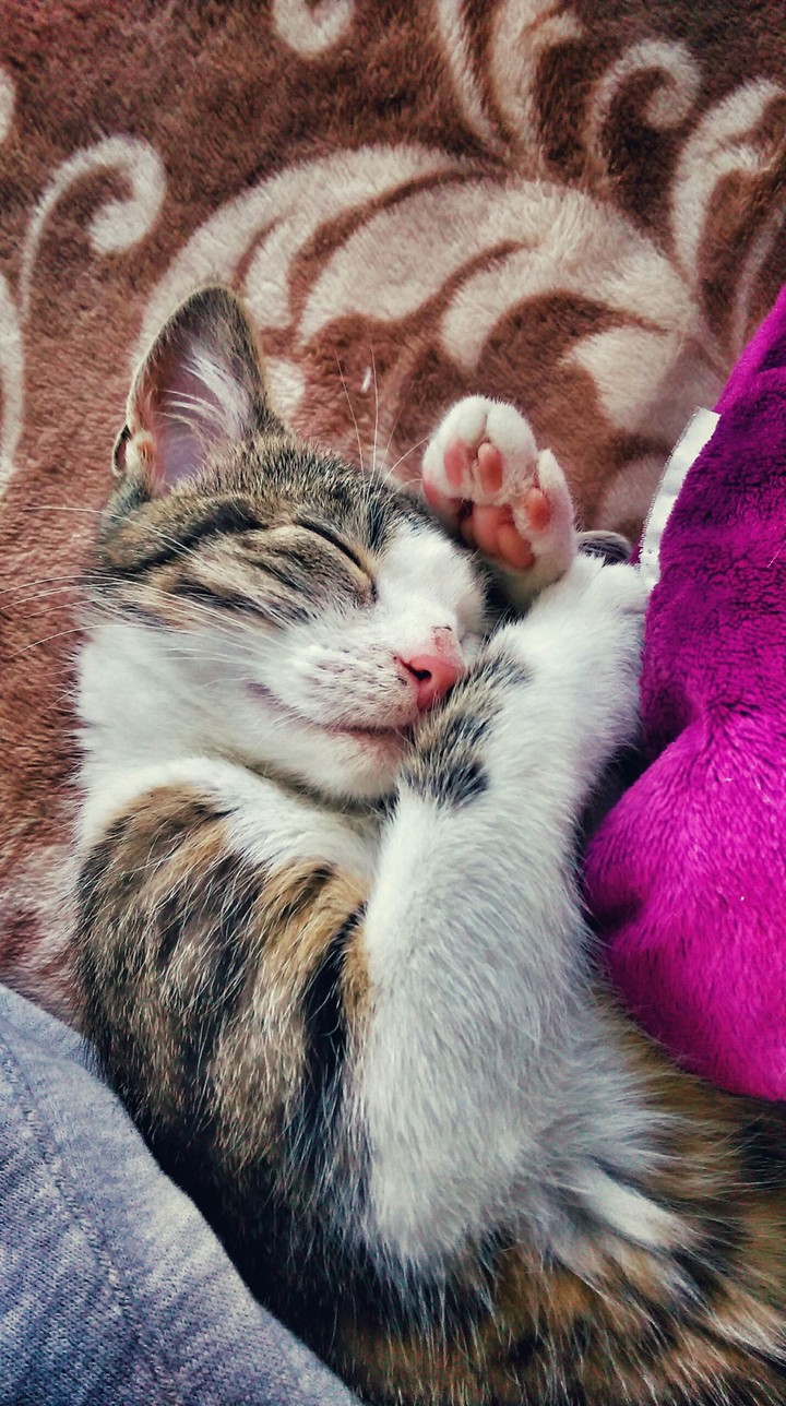 sleeping kitten