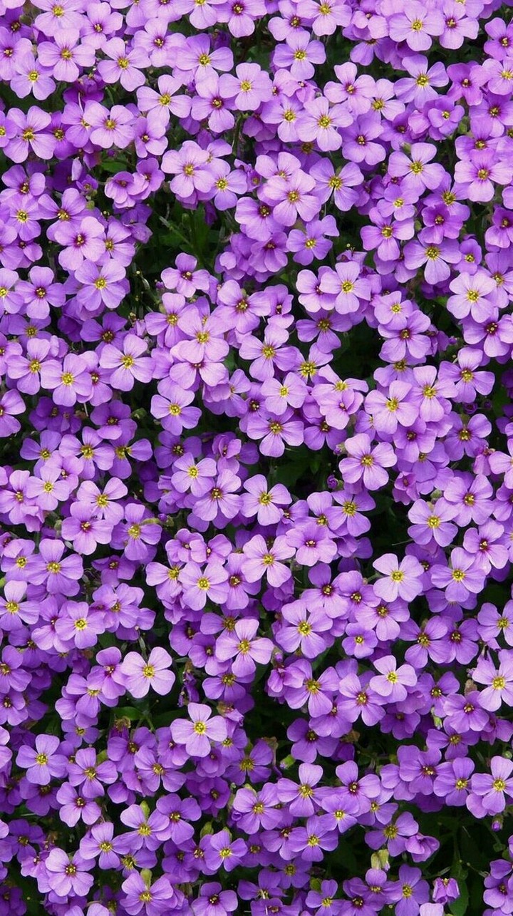 #Purple flowers❤