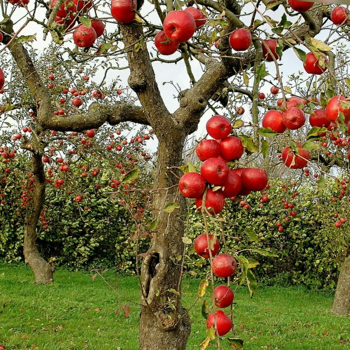 tree