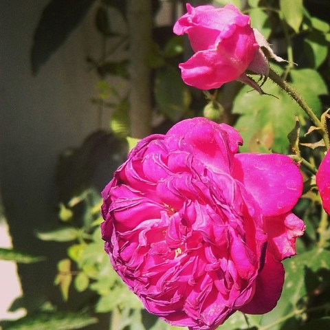 withered and the risess rose