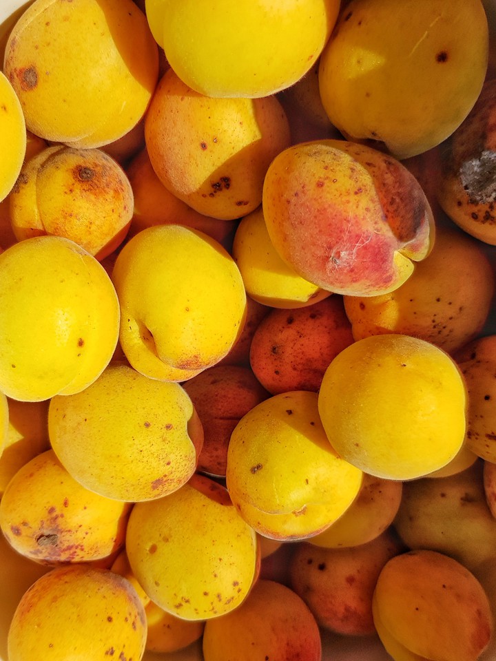 apricots