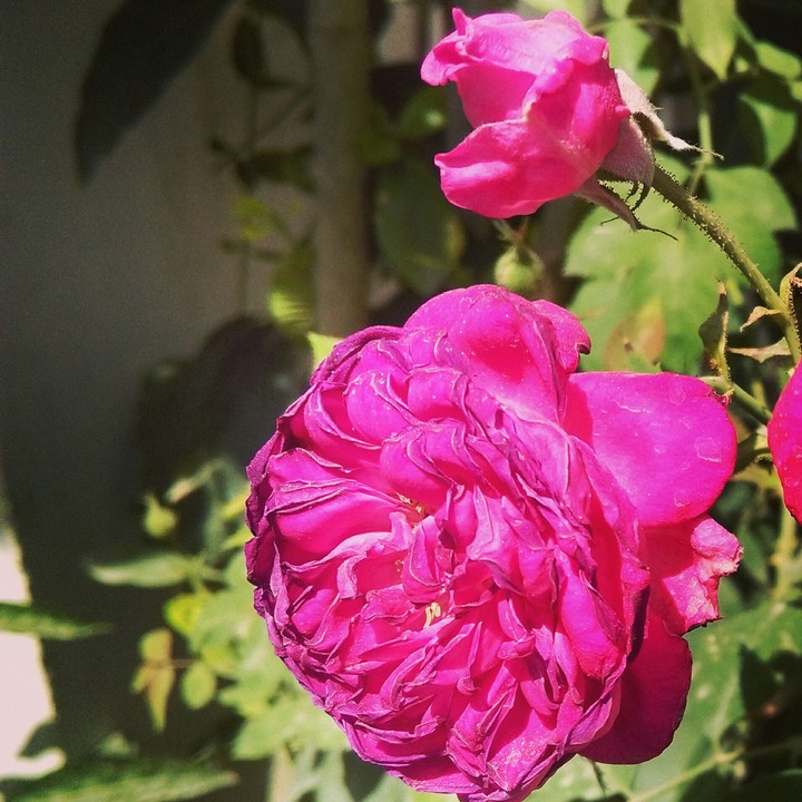 withered and the risess rose