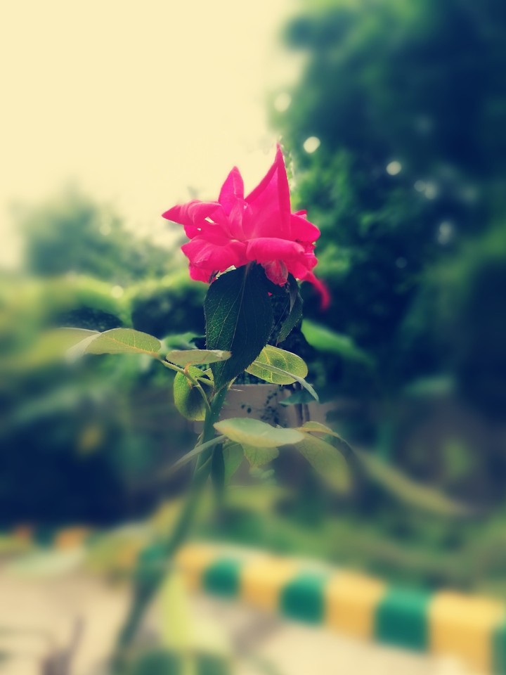 rose