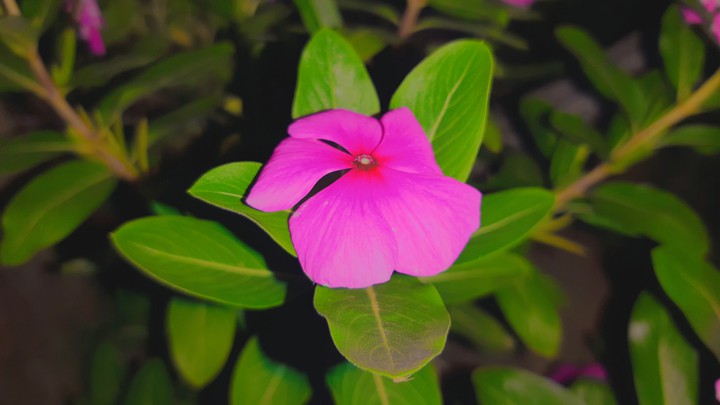 planta