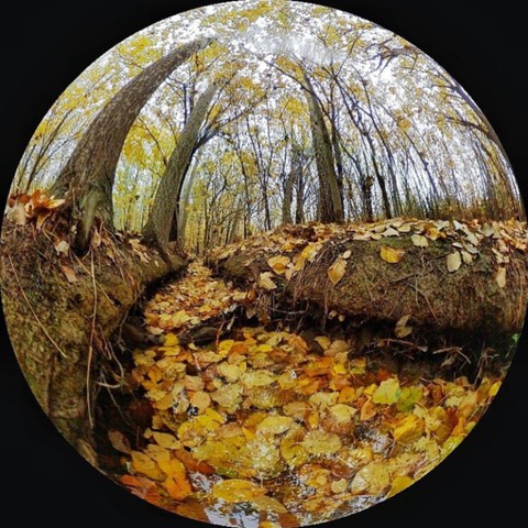 רקעים Rock, tree