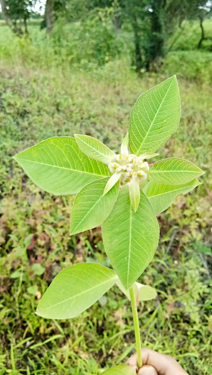 plant
