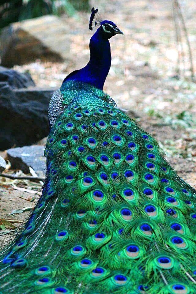 Amazing peacock <3