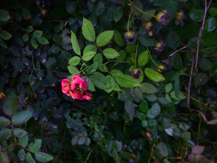 #rose