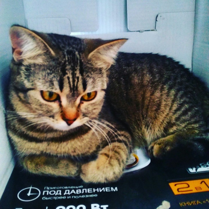 Box Cat