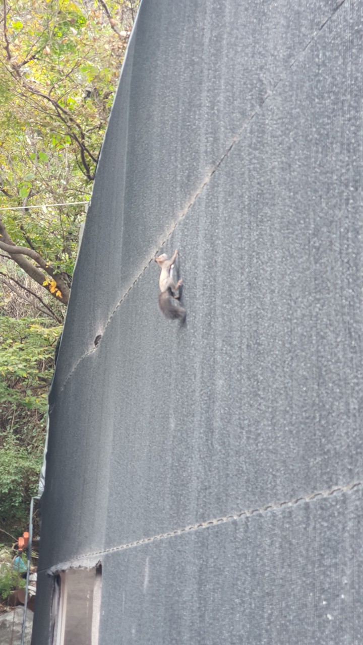 청설모