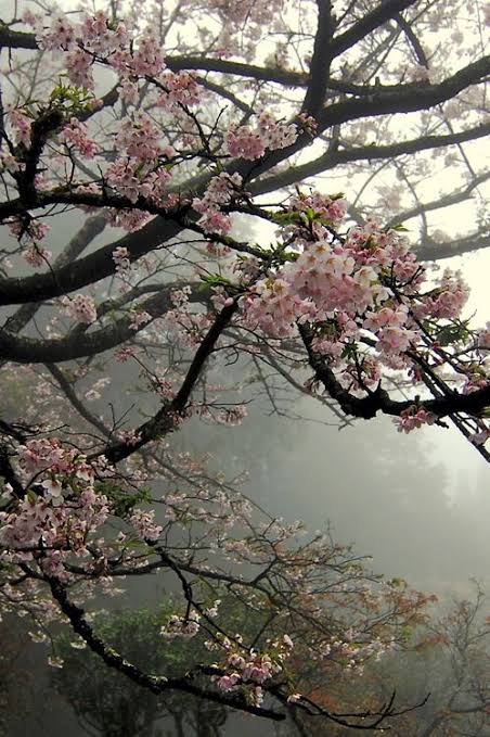Misty