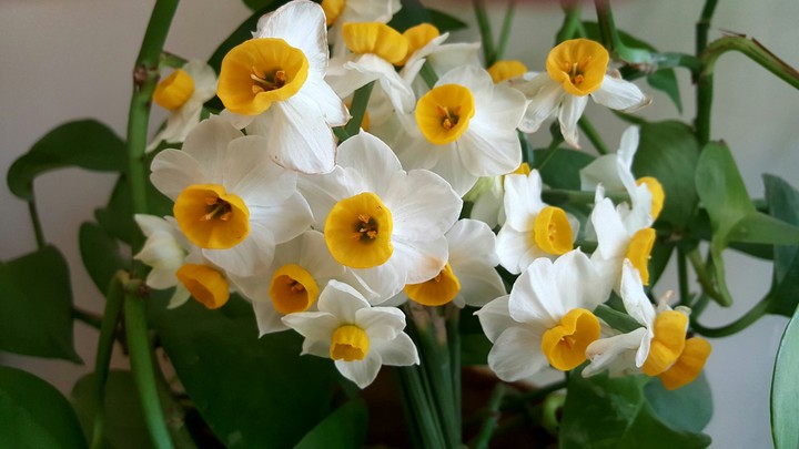 Narcissus