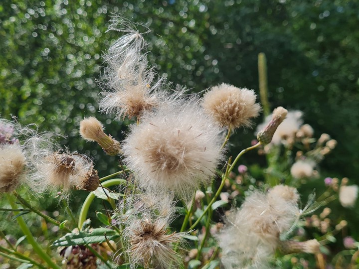 The Nordic Cotton :)