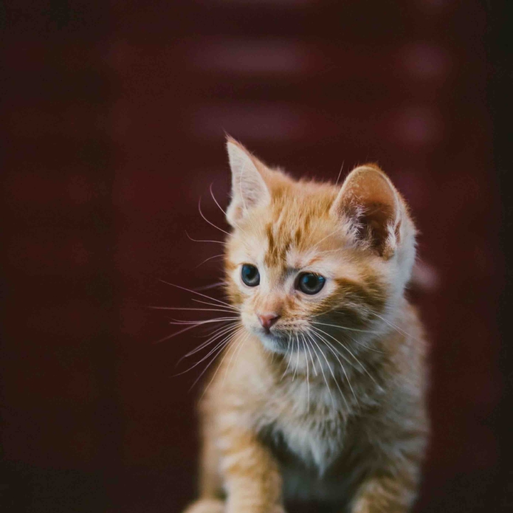 Kitten❤️