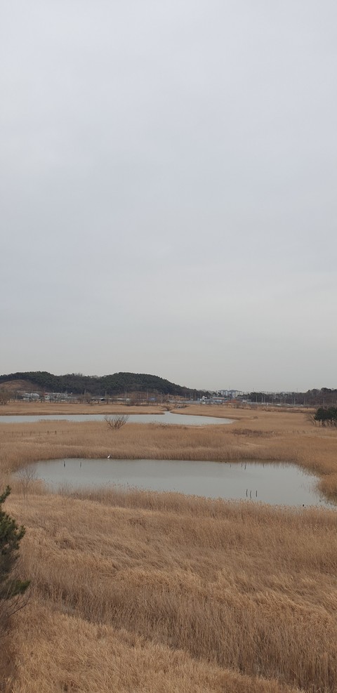 plain, marsh duvar kağıtları