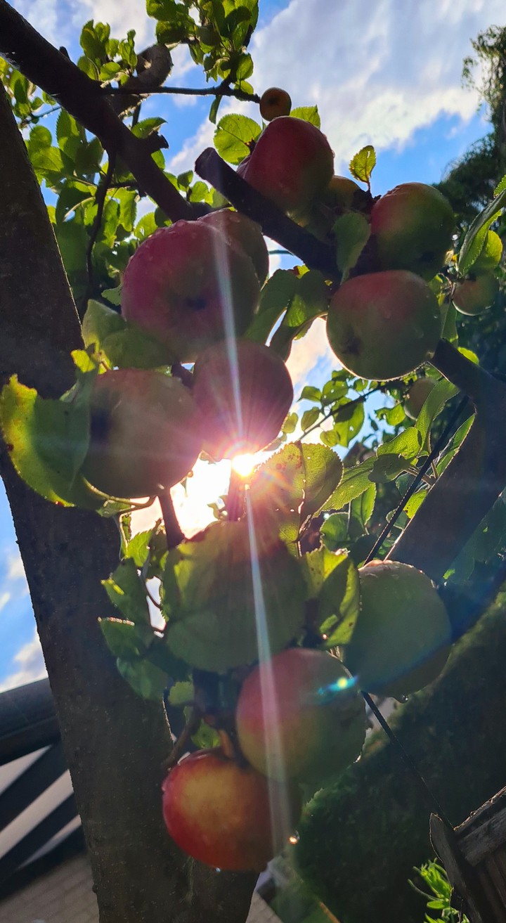 Äpfel