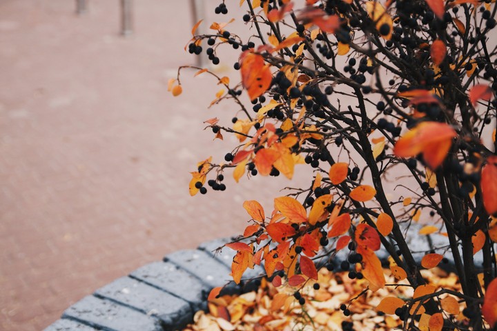 autumn