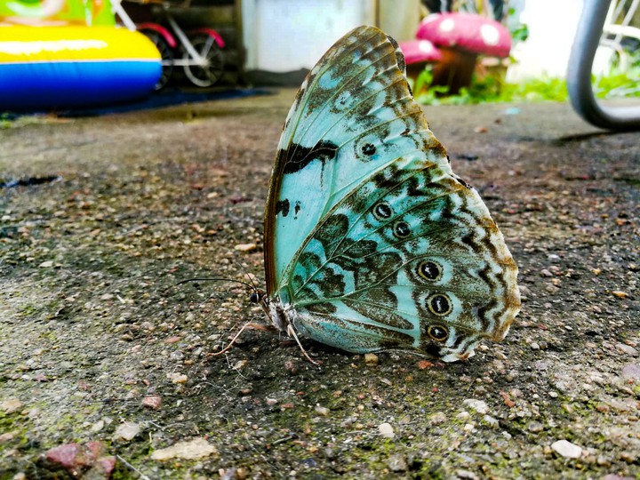 mariposa