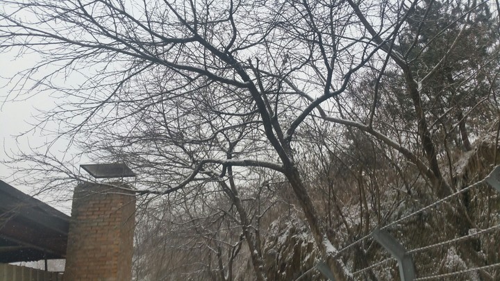 나무