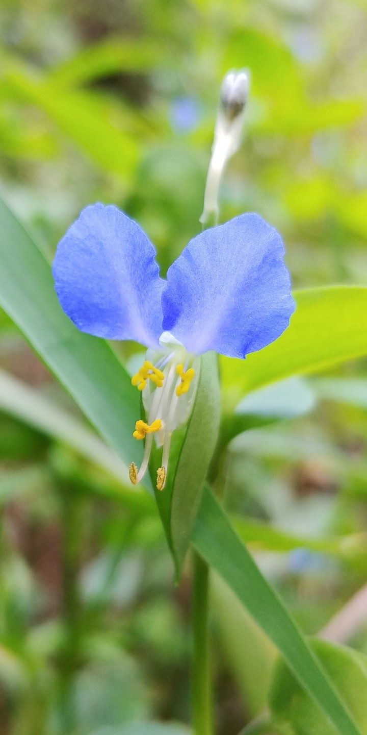 點心 前