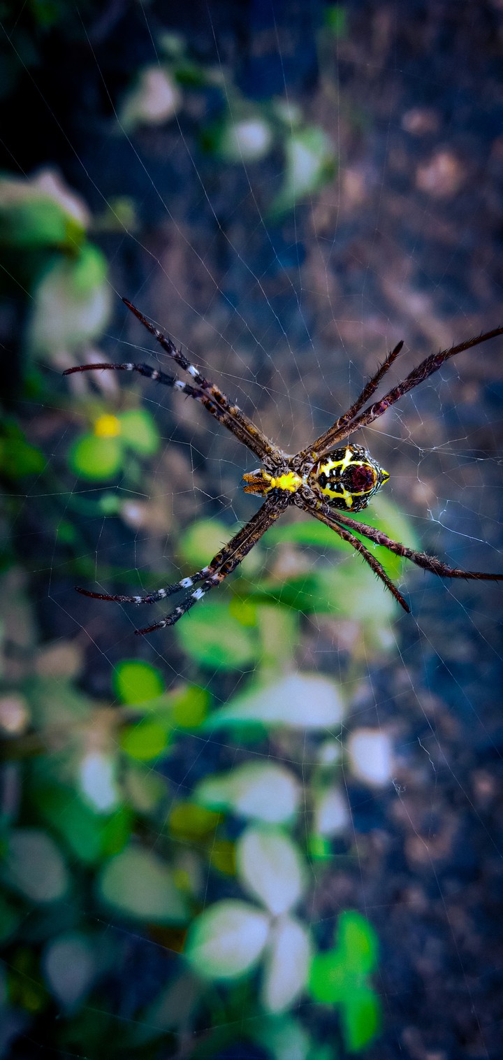 Spider