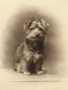 vintage puppy