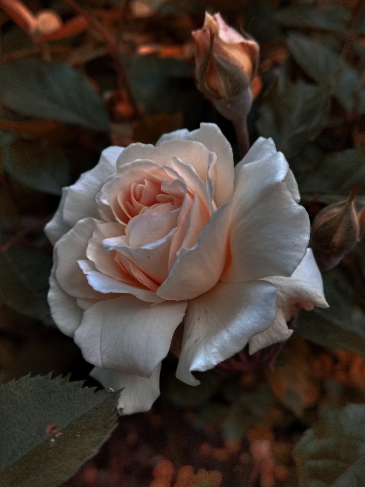 rose