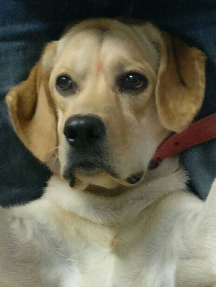 cooper