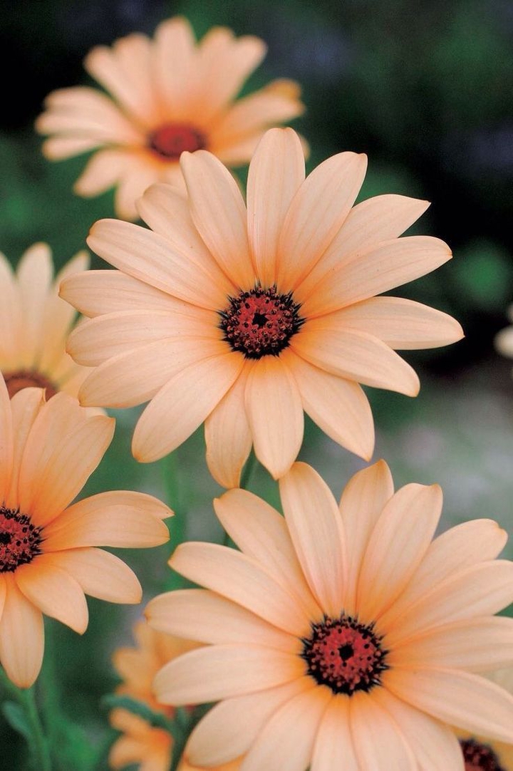 Orange-colored flowers.