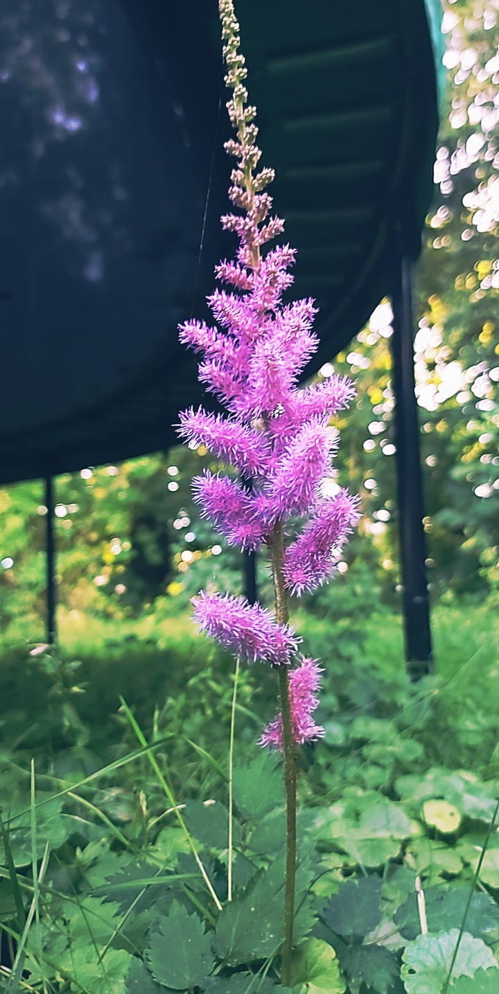 a lonely flower
