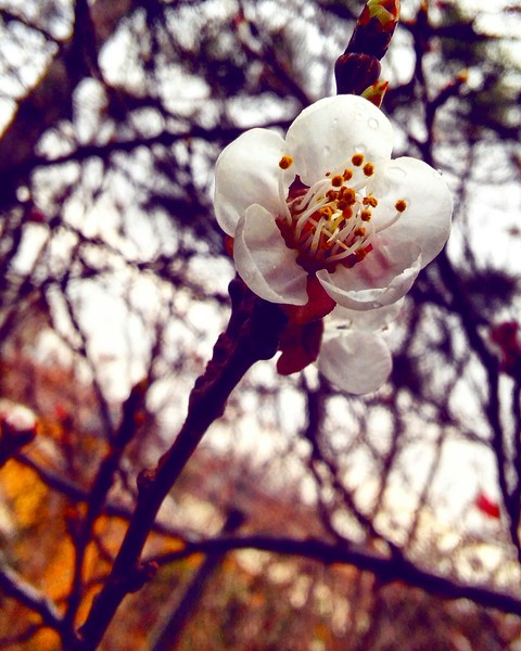 обои branch, spring