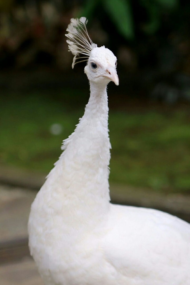 white peacock